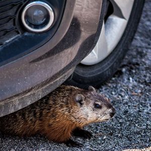Rodent hiding under car