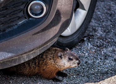 mice and rodents Get Into your car
